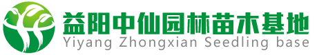 香樟树基地