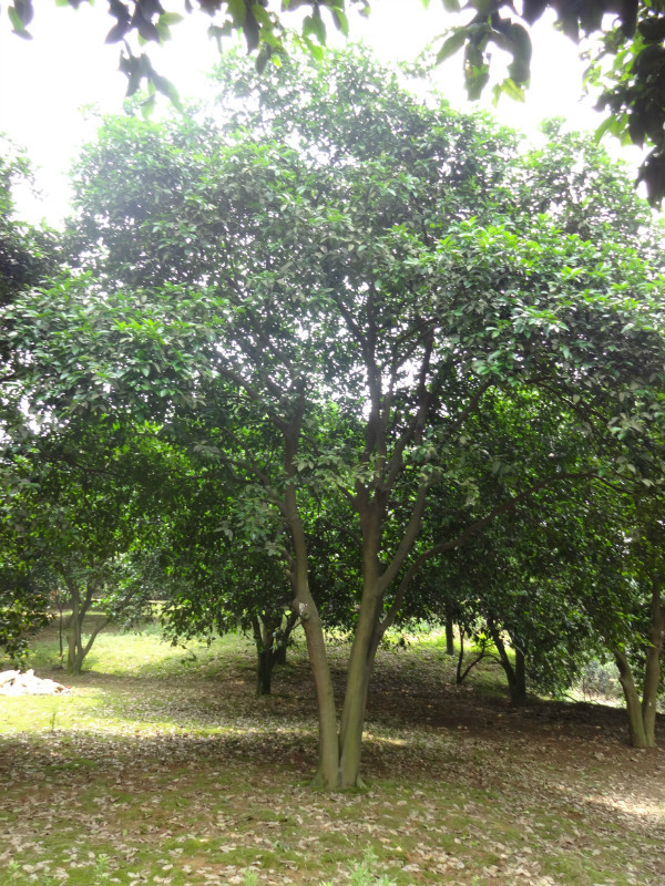 20公分原生香泡树