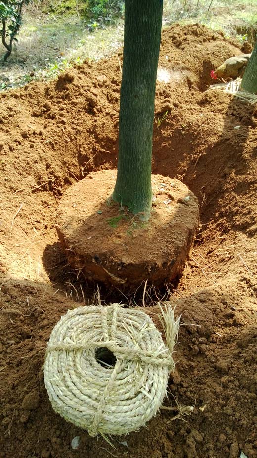 20公分移栽香樟挖土球
