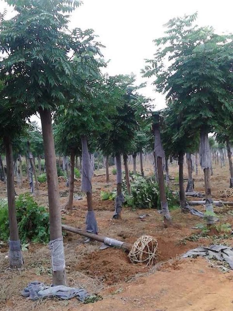 15公分栾树待装车发货