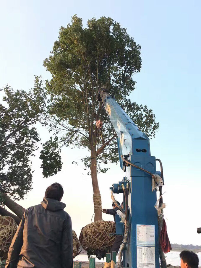 18cm全冠香樟树