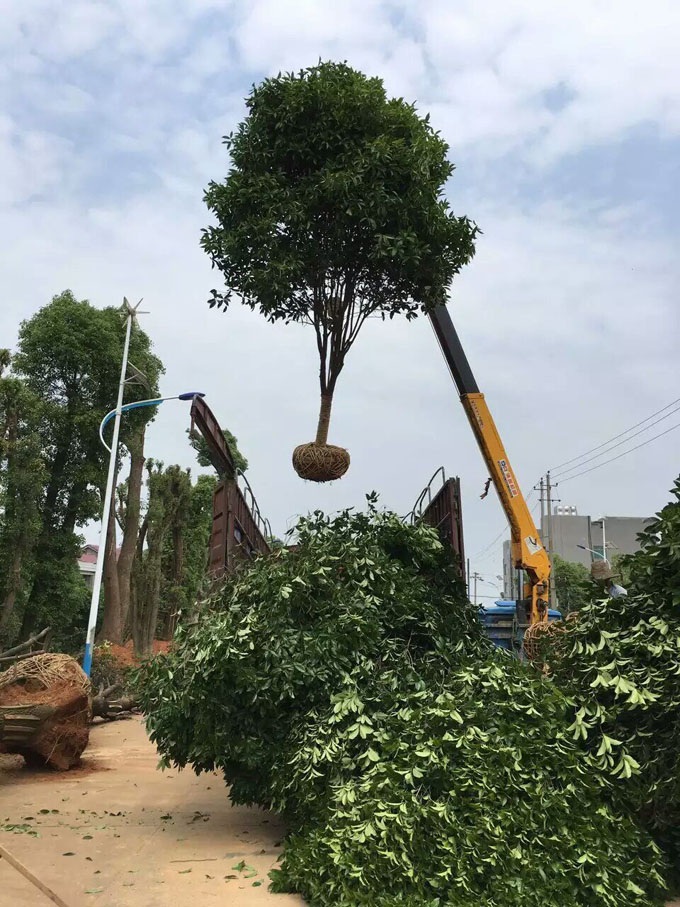 11公分桂花装好发车