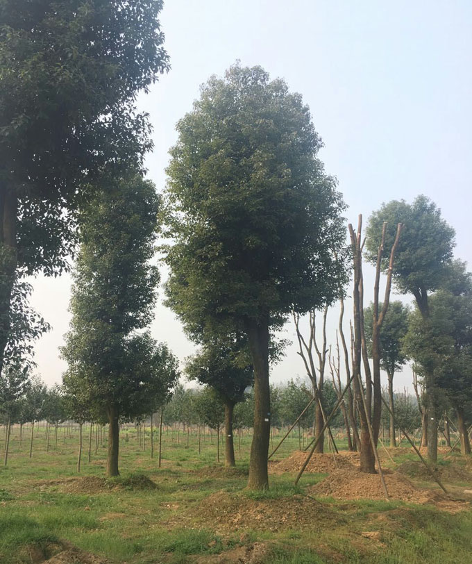 30公分移植香樟