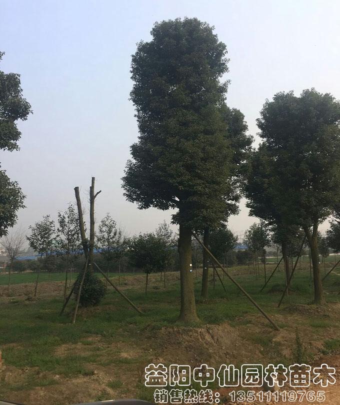 骨架两杆香樟树