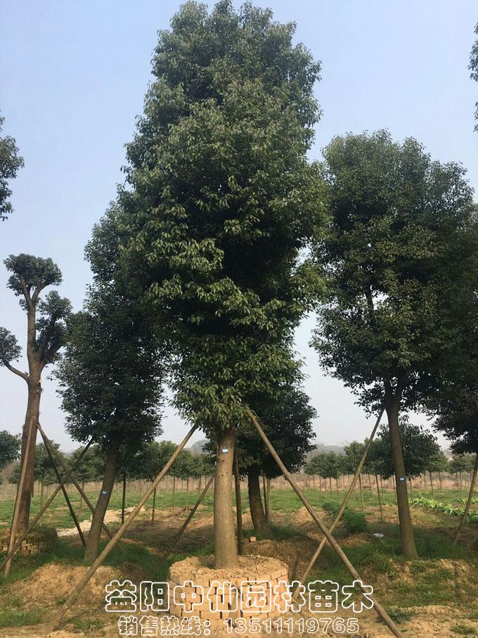 精品骨架香樟