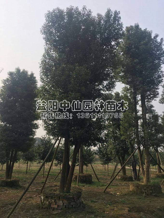 骨架三杆香樟树