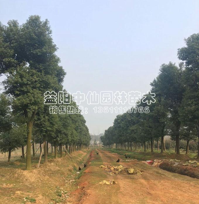 大量骨架香樟