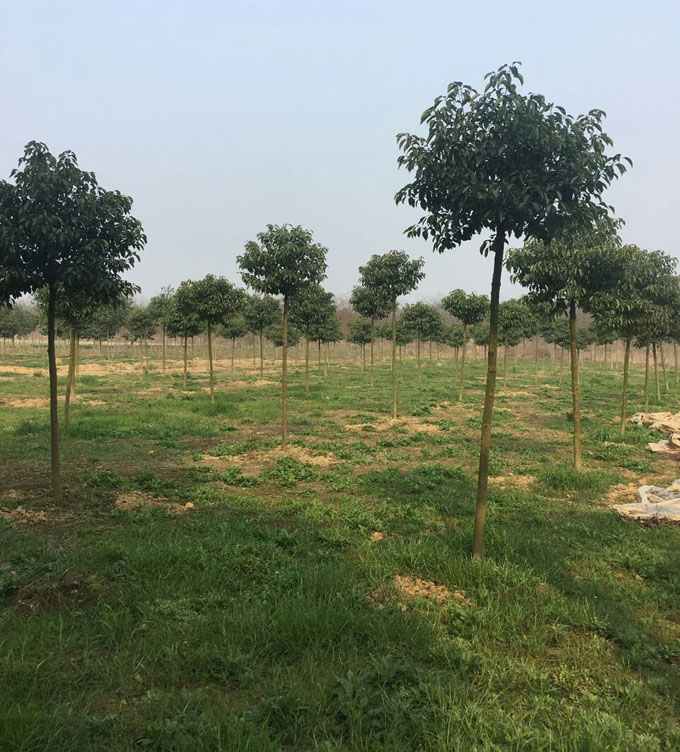 5公分香樟树