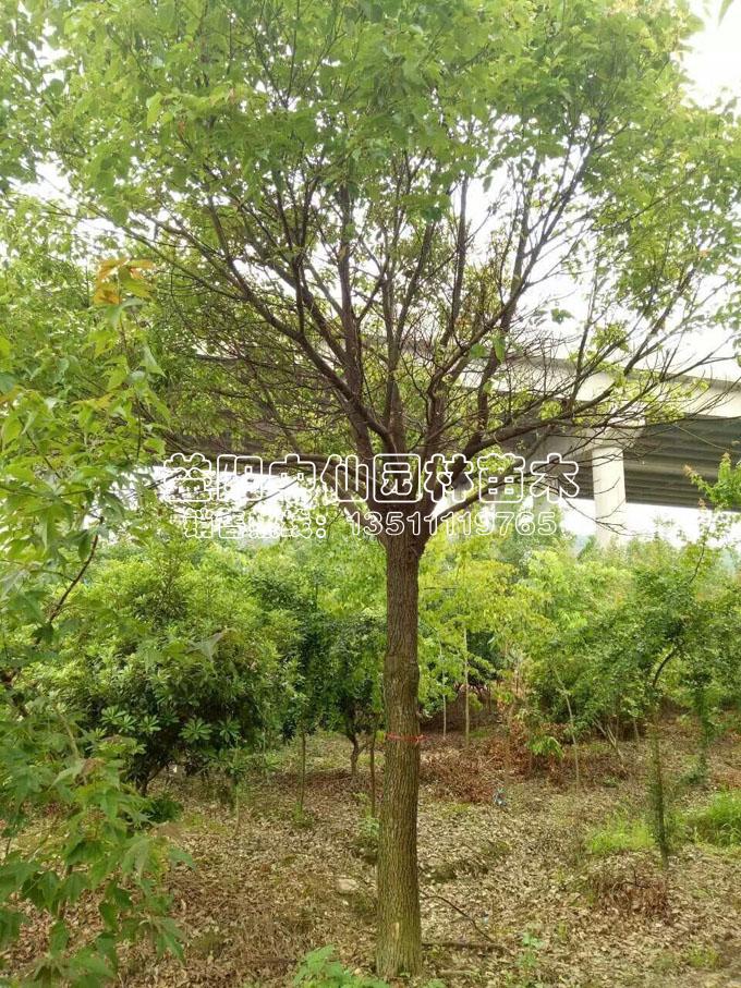 全冠香樟树