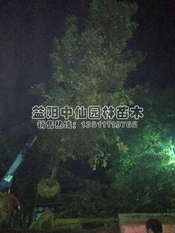 供应广玉兰