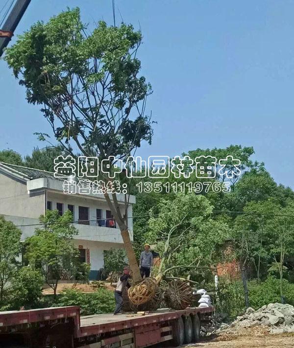 全冠栾树