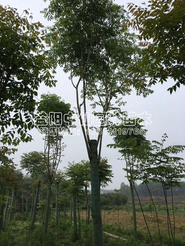 3米截杆移植栾树