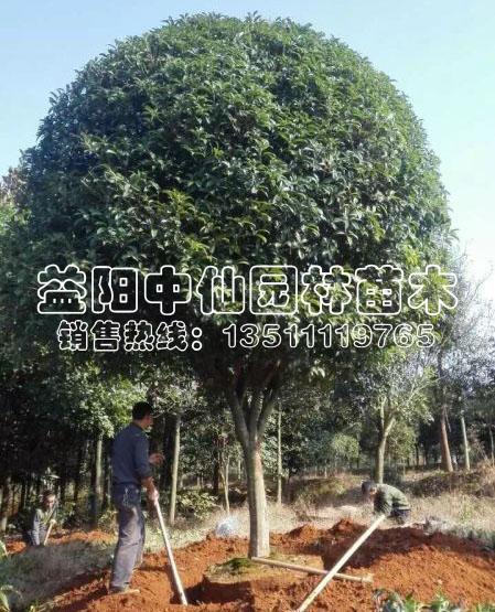 供应桂花树