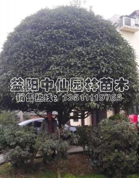 优质桂花