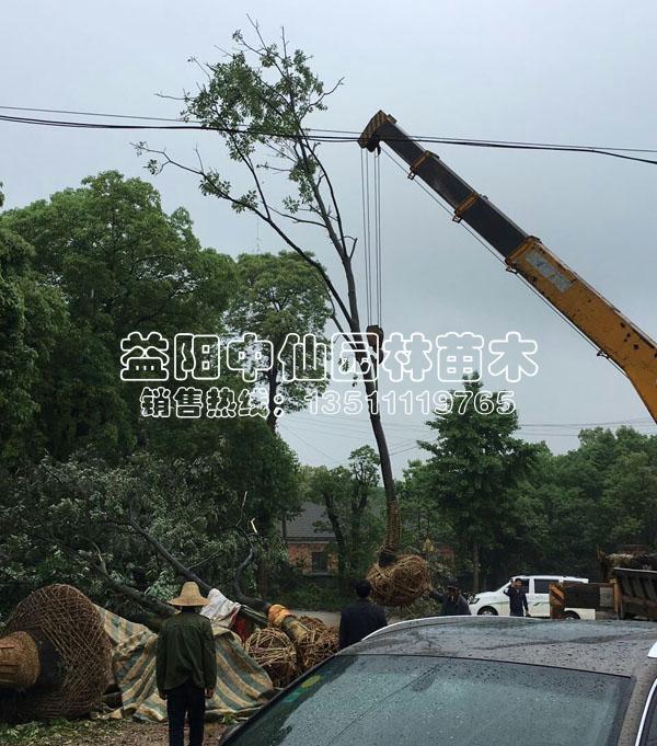 优质无患子供应