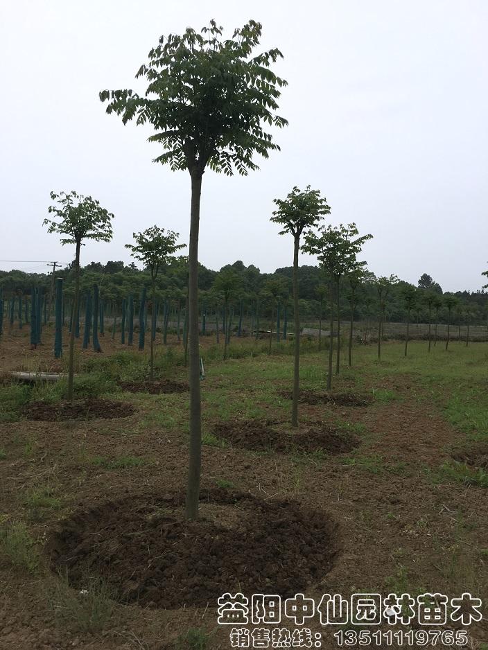 8公分栾树