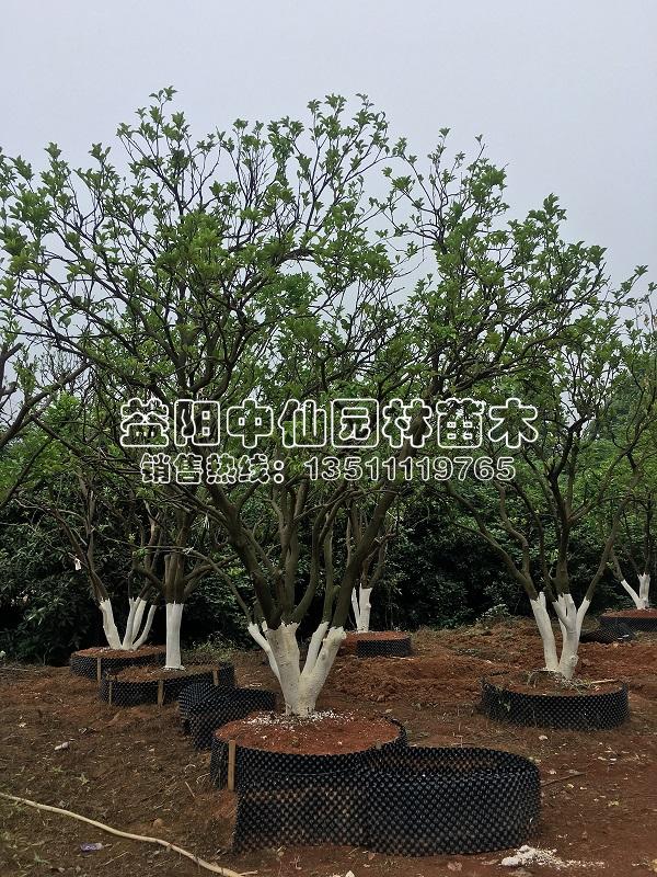 移植丛生全冠香泡
