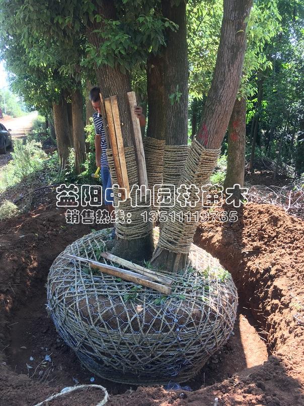 精品多杆香樟起苗装车