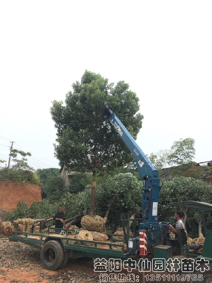 15公分全冠香樟树装车