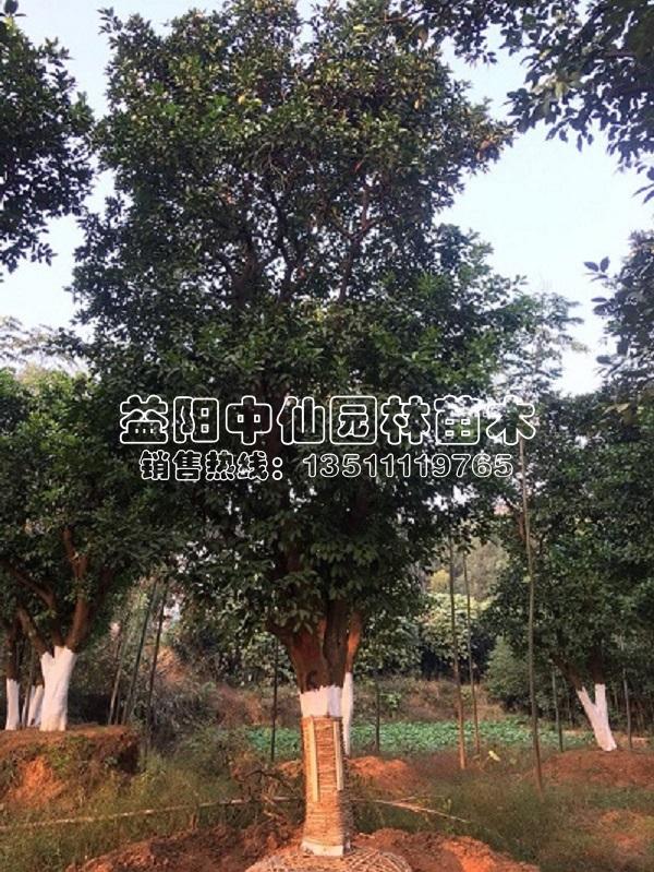 30公分香泡树