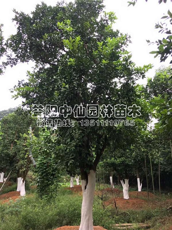 大骨架移植香泡