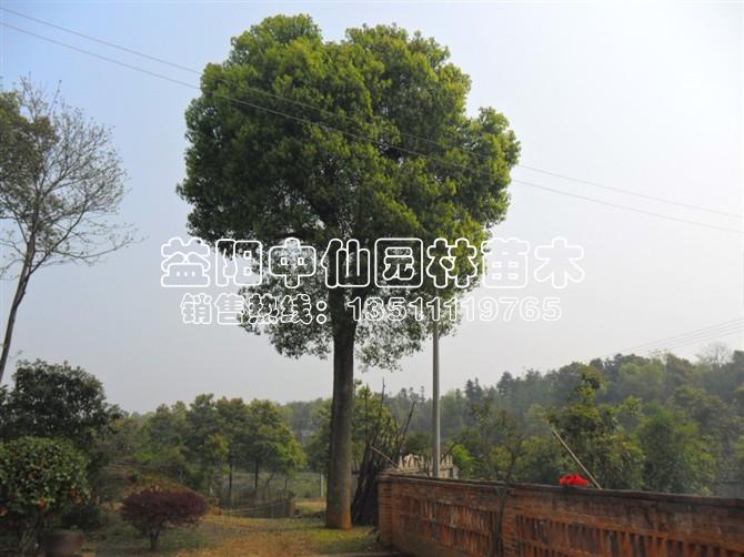 香樟树 香樟树