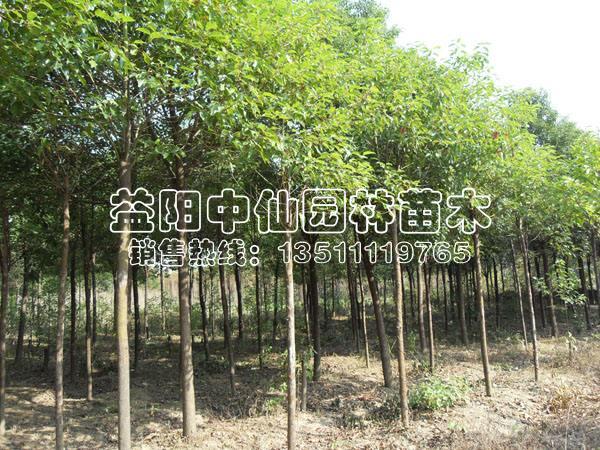 香樟树价格 香樟树价格