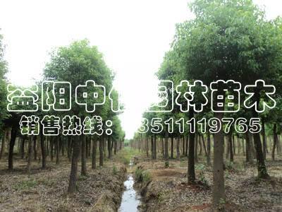 香樟树 香樟树