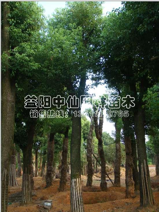 香樟树价格 香樟树价格