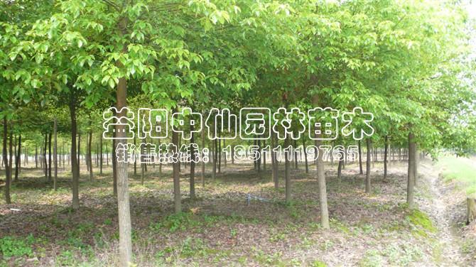 多杆香樟树 多杆香樟树