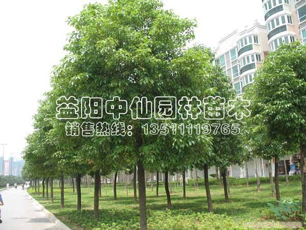 香樟树价格 香樟树价格