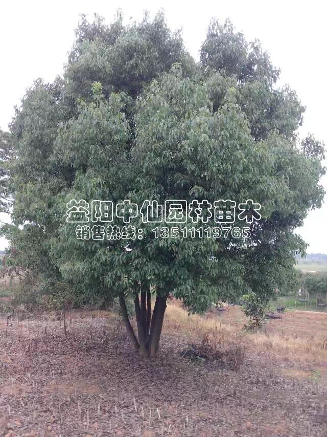 香樟树 香樟树
