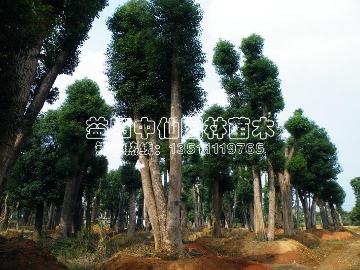 多杆香樟树 多杆香樟树