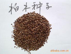 供应石灰岩地区造林先锋树种指导价 供应石灰岩地区造林先锋树种厂商 供应石灰岩地区造林先锋树种厂商 图 尽在农苗网 巴东县三峡苗木中心