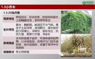 绿城集团园林软景苗木图谱,非常全面,值得借鉴 收藏