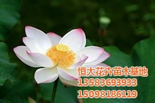 荷花 绿化荷花 恒大花卉苗木基地 认证商家 高清图片 高清大图
