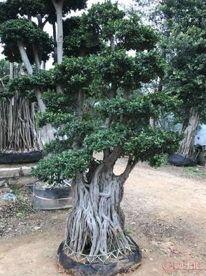 【造型小叶榕供应、基地直辖、造型优美】绿化苗木,价格,厂家,供应商,花木,龙海市东泗兴辉园艺场 - 产品库