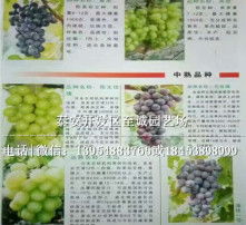 高清图片