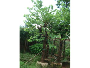 苗木生产基地