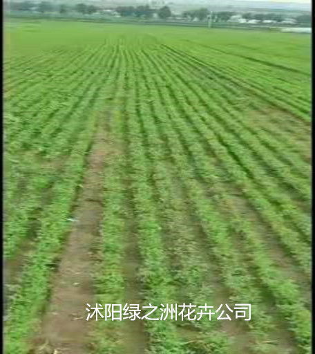 上海