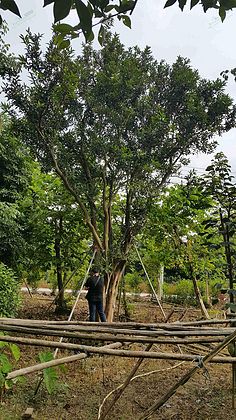 苗木假植技术与管理要点