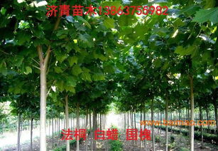 河北苗木价格 6公分法梧市场价格、生产厂家及选购指南