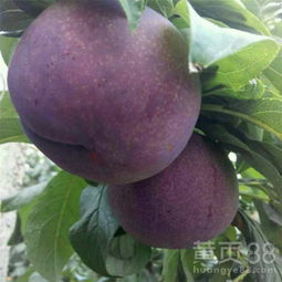 六安苗木 绿色产业的繁荣与发展