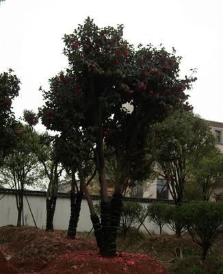 优品推荐 大型茶花苗木，直径8公分至35公分，品质卓越，货源充足