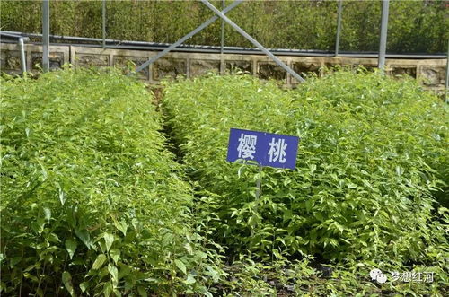 红河县工厂化育苗中心 年产300万株苗木的绿色引擎