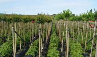 百年匠心，绿意传承——一家110年历史的苗圃公司的苗木培育之道