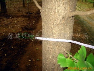 郯城县精品银杏苗圃园艺场供应直径15公分银杏树指导价及行情分析