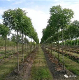 培育精品苗木十大要领