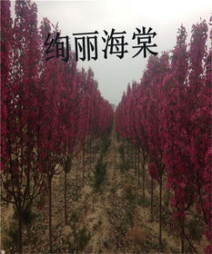绚丽海棠苗 留源苗木,优质商家的两公分精品选择
