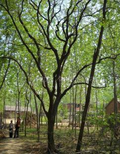 出售苗木与百年柿子树 市场行情、厂家选择与采购指南